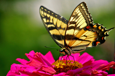 mariposa en flor