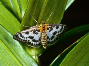 mariposa adulta